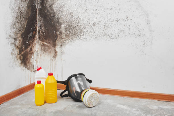 Best Mold Removal and Inspection  in Pine Manor, FL