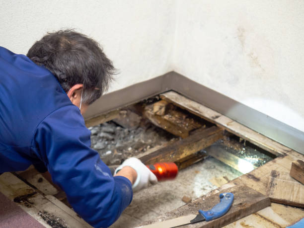 Best Home Mold Removal  in Pine Manor, FL