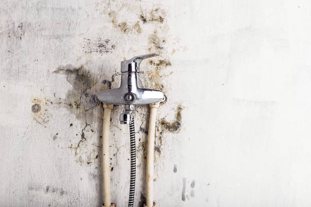 Mold Removal and Inspection in Pine Manor, FL