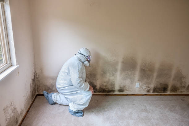 Best Toxic Mold Removal  in Pine Manor, FL