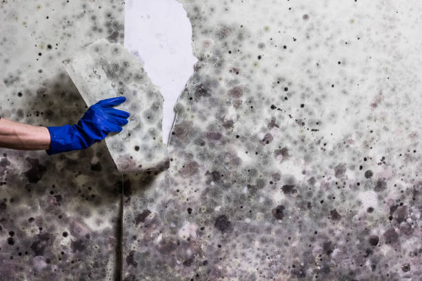 Crawl Space Mold Removal in Pine Manor, FL