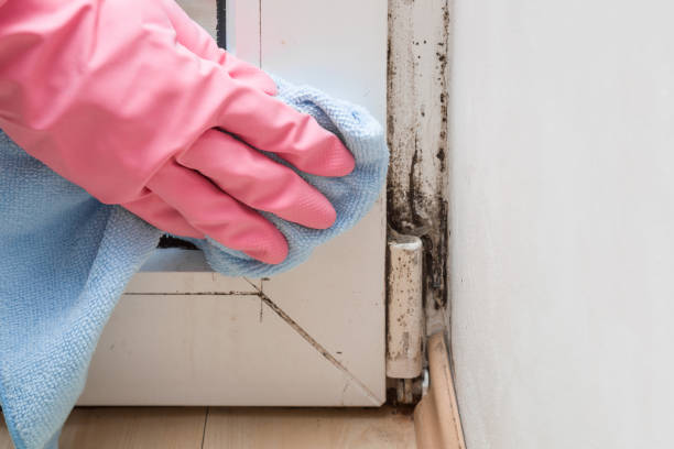 Best Attic Mold Removal  in Pine Manor, FL
